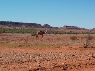 A camel.