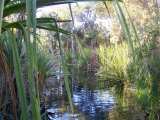 Mataranka Thermal Pool.