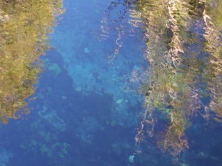 The clear water of Mataranka Thermal Pool.