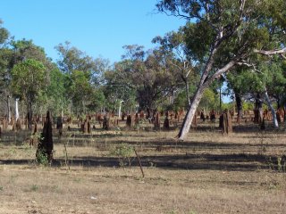 Termite field.