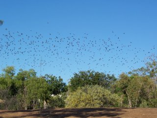 Flying foxes.