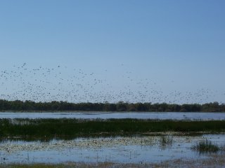 Mamukala Wetlands.