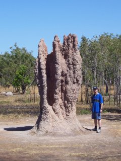 Big termite mound.