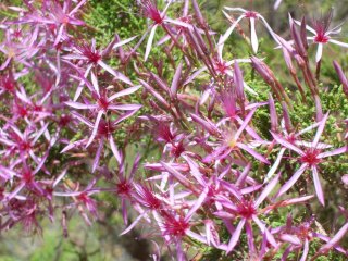 Flowers in the Territory Wildlife Park.